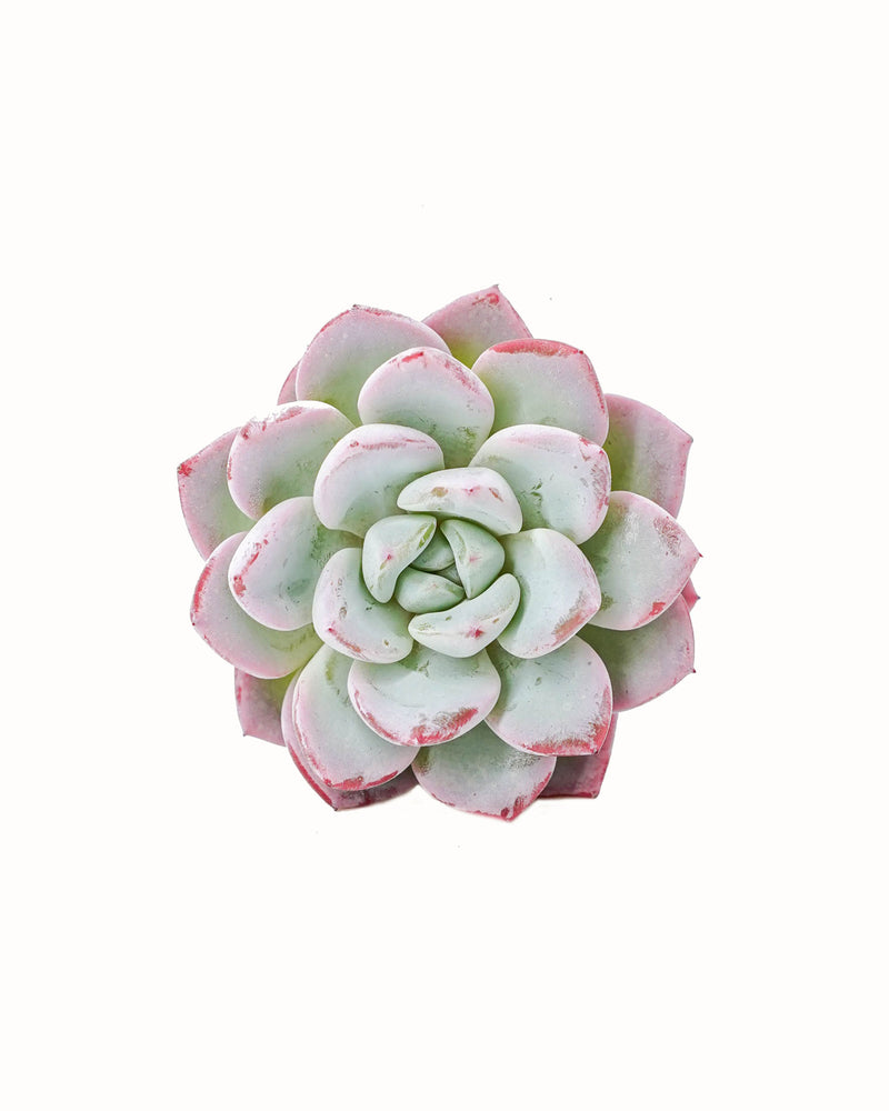 Echeveria Werther