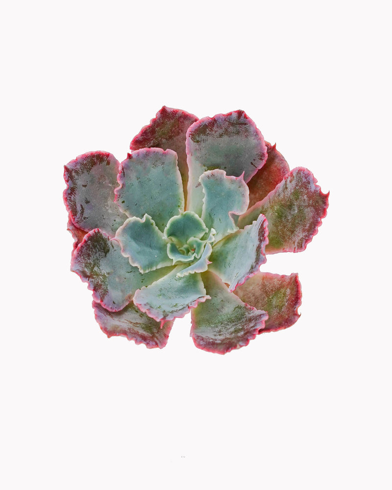 Echeveria Shaviana