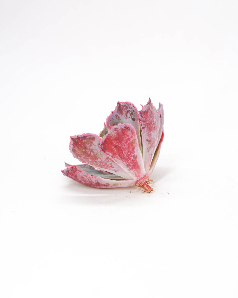 Echeveria Shaviana
