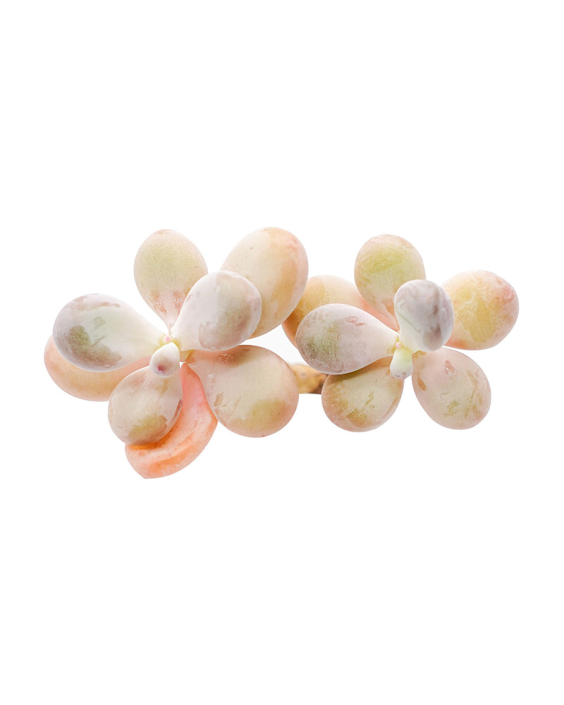 Pachyphytum Cv Mombuin Cluster