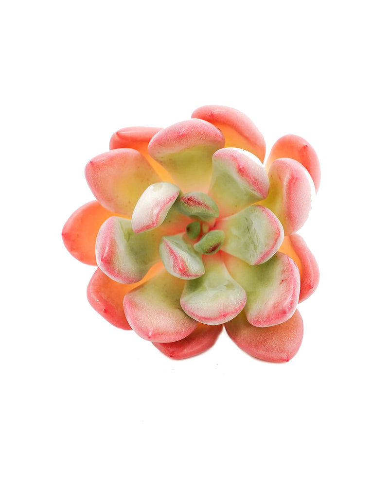 Echeveria Chubilips