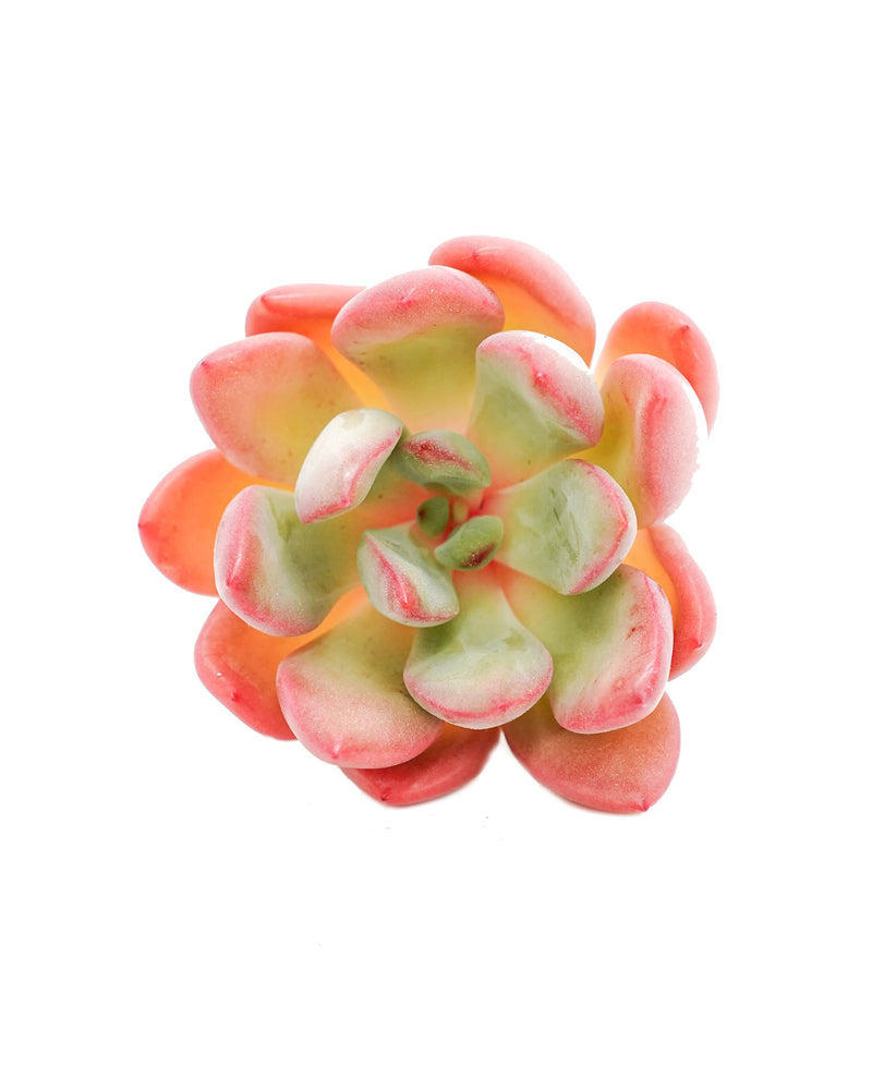 
                
                    Load image into Gallery viewer, Echeveria Chubilips
                
            