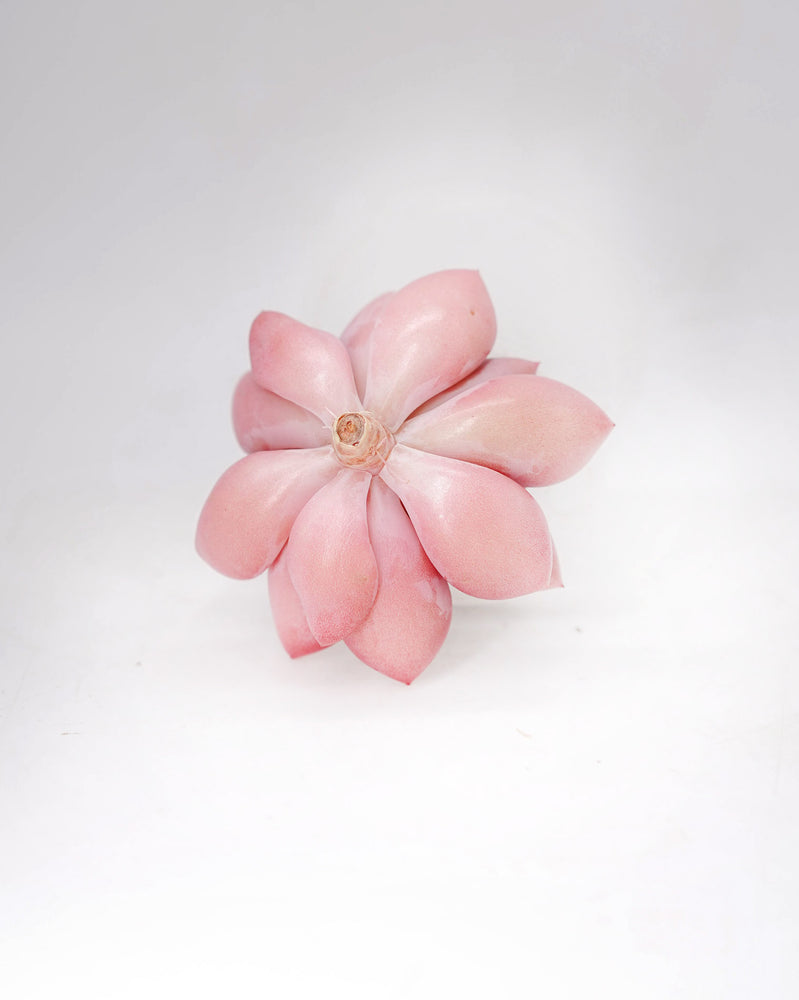 Graptoveria Pink Rosa