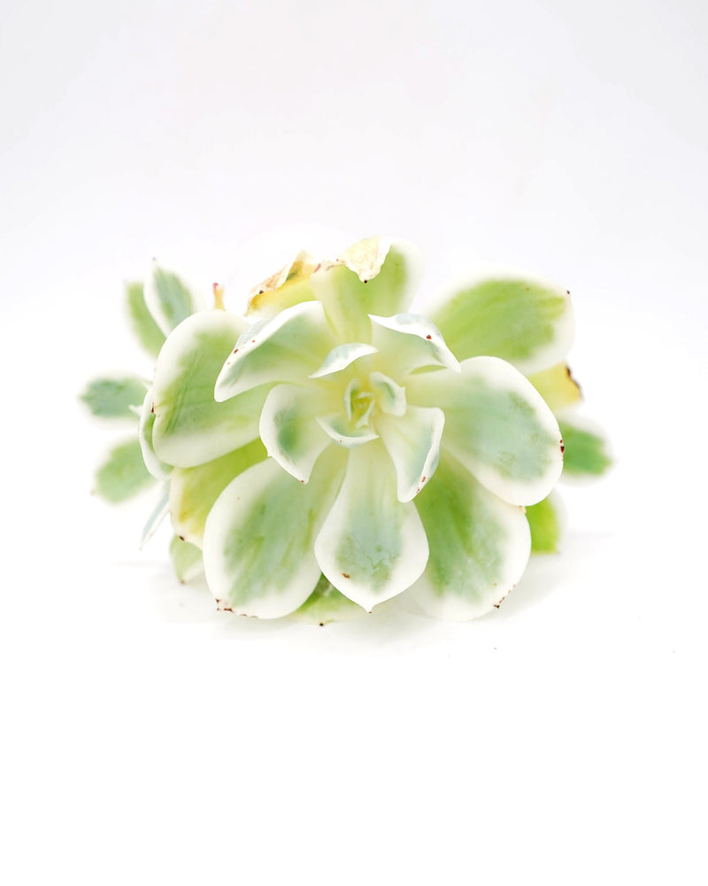 Echeveria Lemon Rose var.