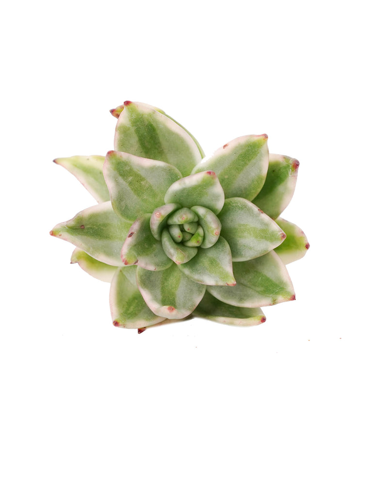 Echeveria AKSoul Var.