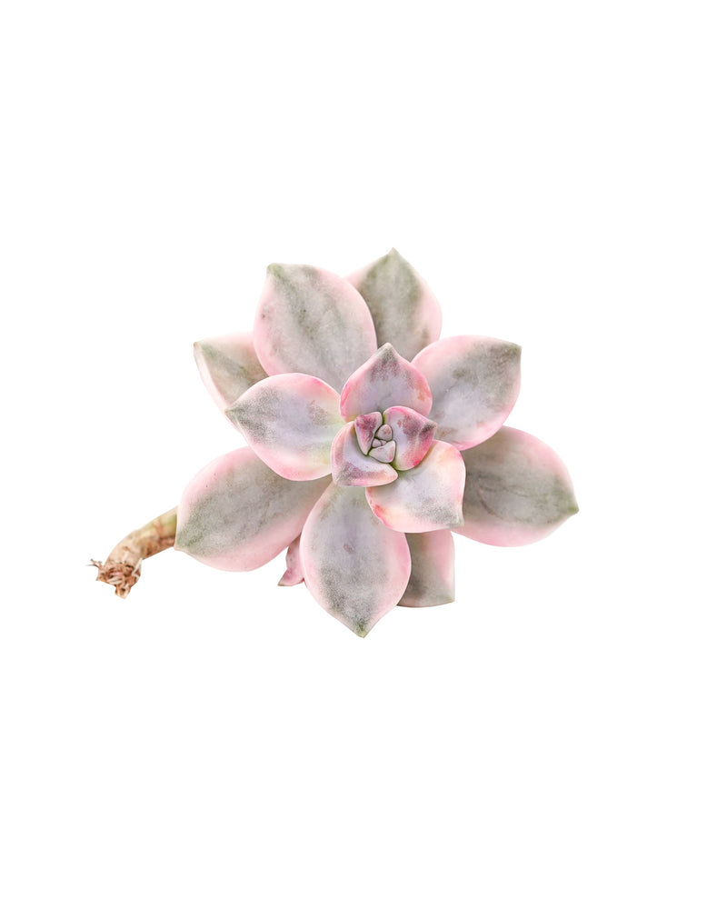 Echeveria Purple Delight Var.