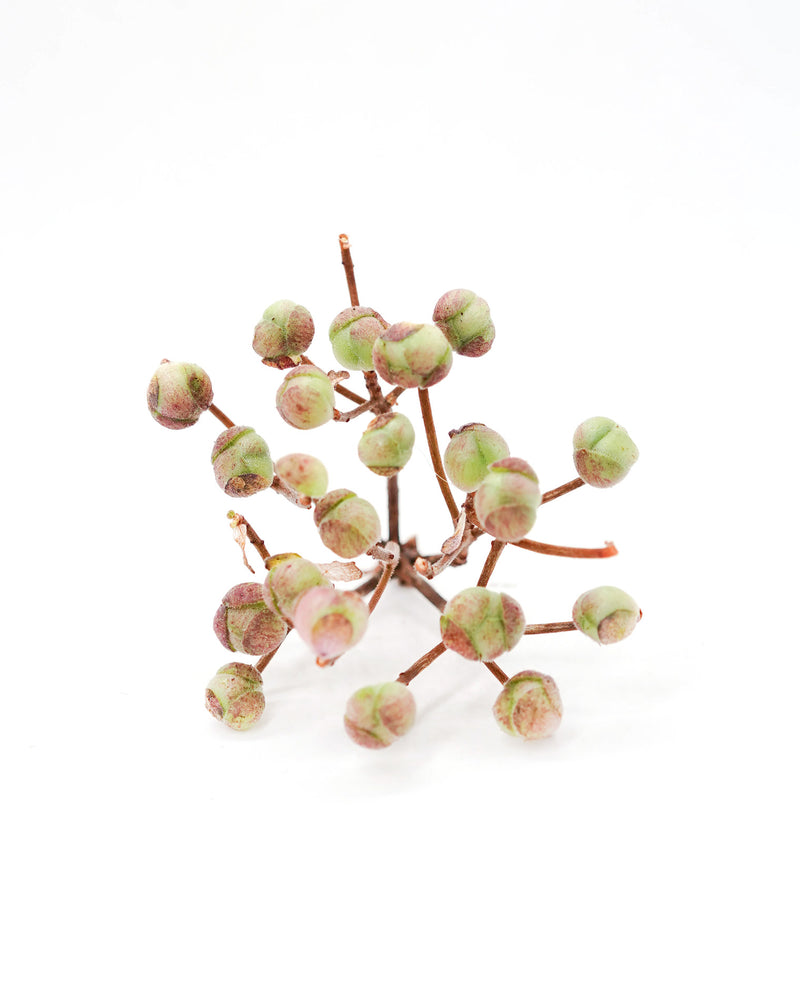 Greenovia Rugby Rose
