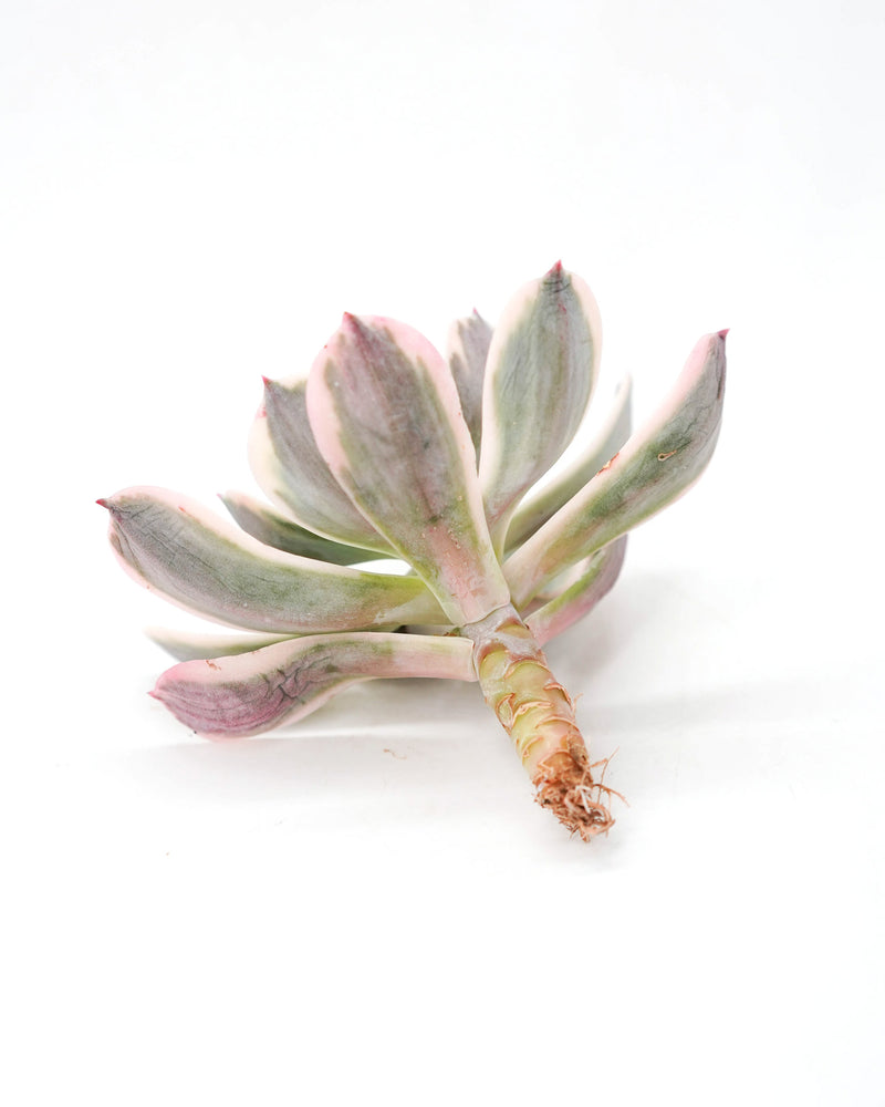 Echeveria Lmbricata Var.