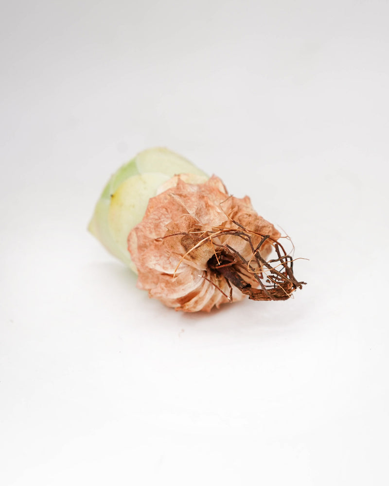 Greenovia WangChuan