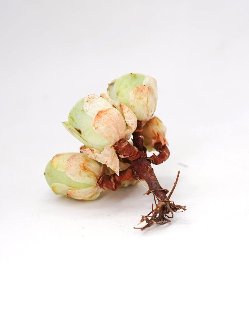 
                
                    Load image into Gallery viewer, Greenovia Diplocycla Var. Gigantea
                
            