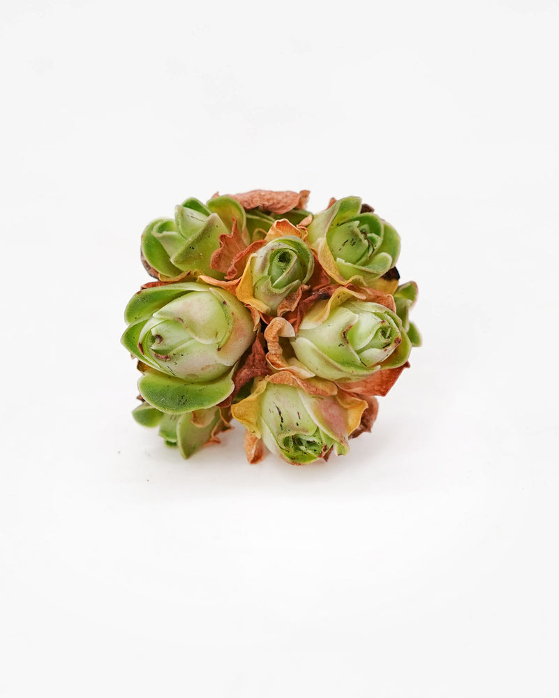 Greenovia Royal Canary Rose Cluster