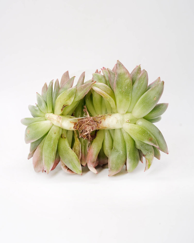 Echeveria AKSoul Crastata Var.