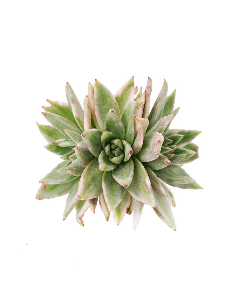 Echeveria AKSoul Var.