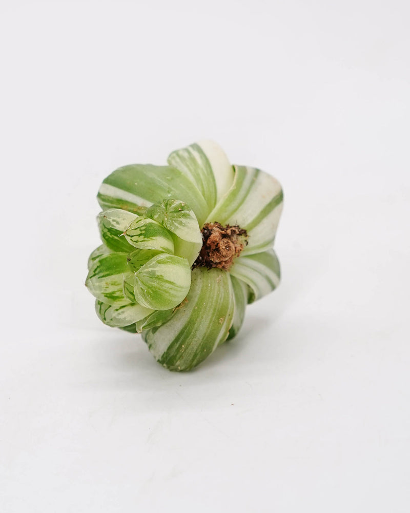 Haworthia Obtusa Hybrid Var.