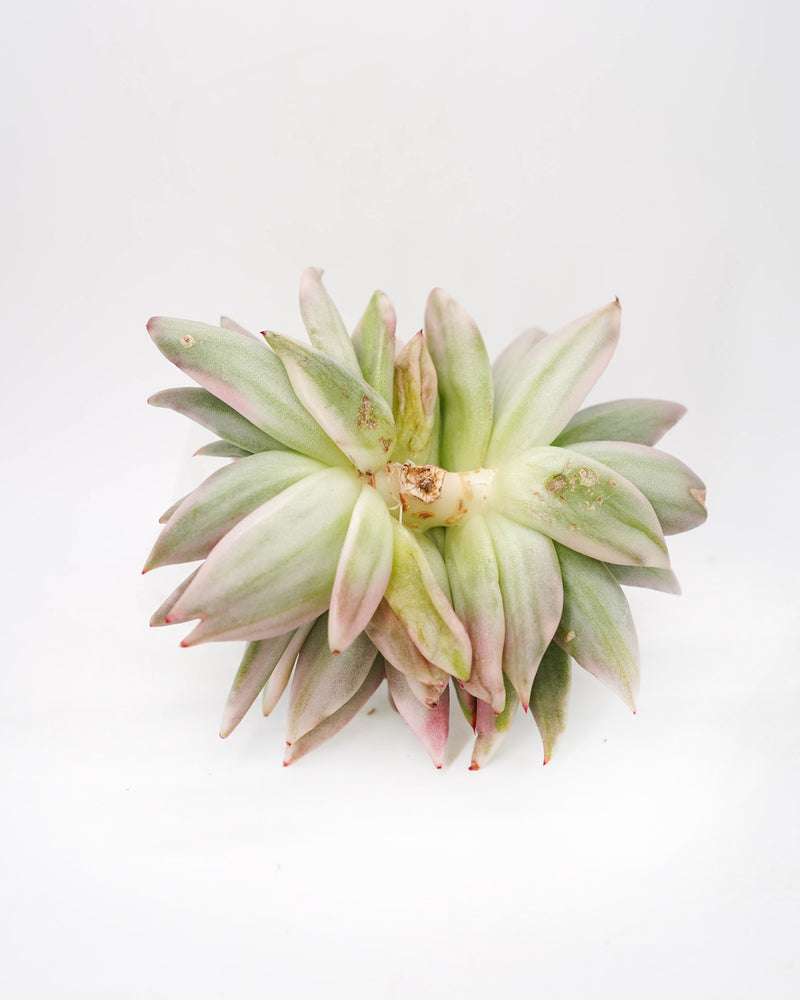 Echeveria AKSoul Var.