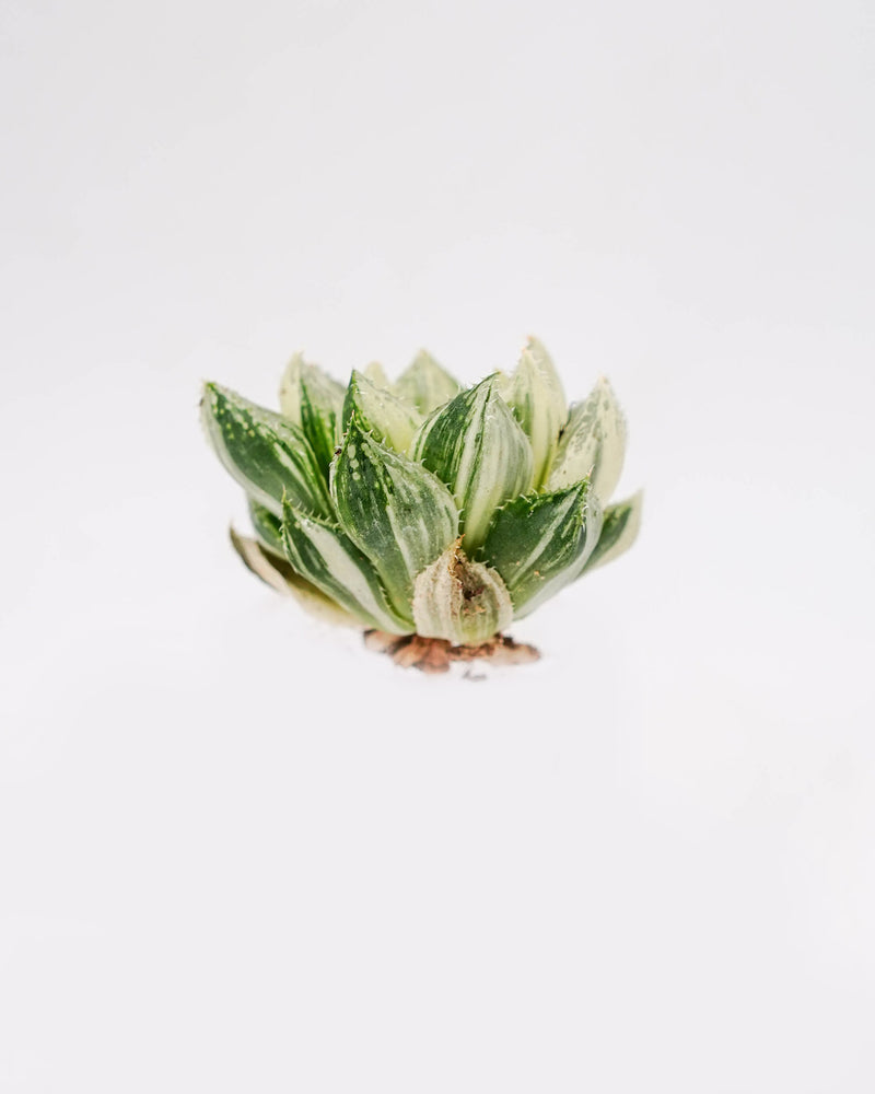 Haworthia Hanabi Var.