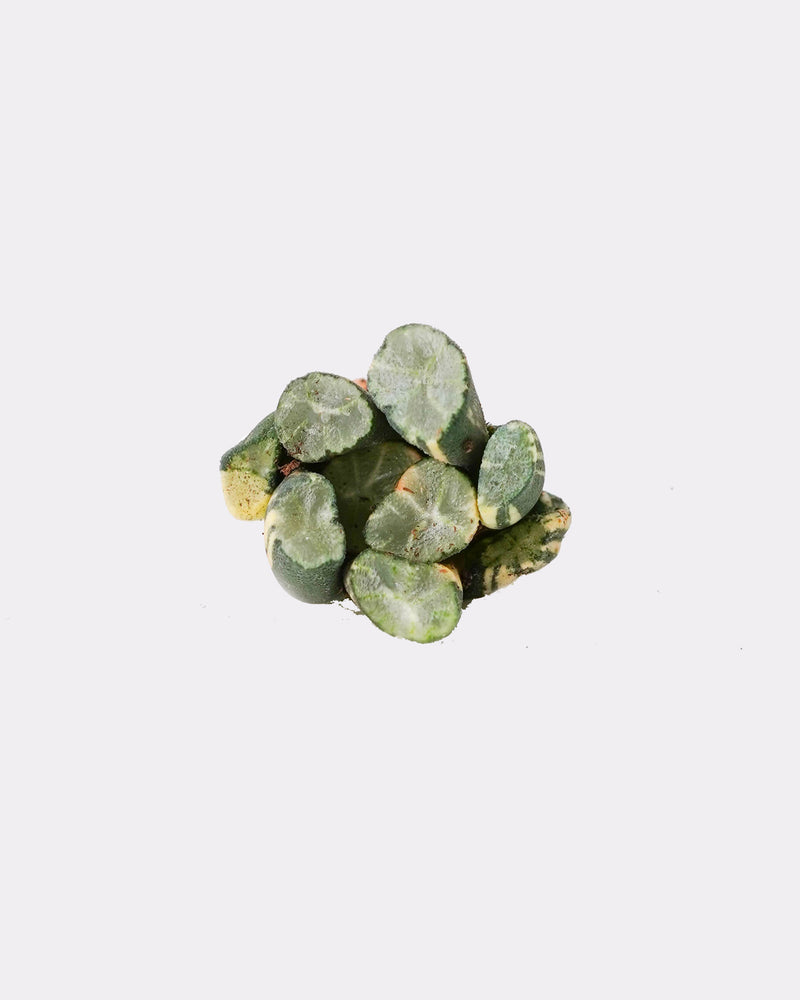 Haworthia Cooperi X Amaughanii Var