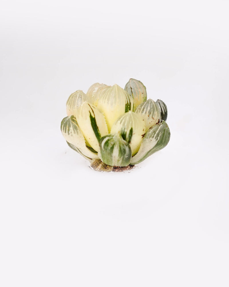 
                
                    Load image into Gallery viewer, Haworthia Pink Obtusa Var.
                
            