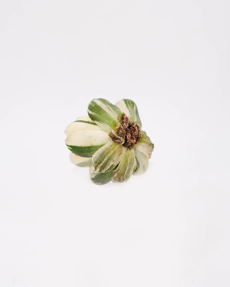 
                
                    Load image into Gallery viewer, Haworthia Pink Obtusa Var.
                
            
