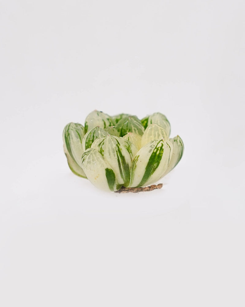 
                
                    Load image into Gallery viewer, Haworthia Obtusa &amp;quot;Hirose&amp;quot; Var.
                
            