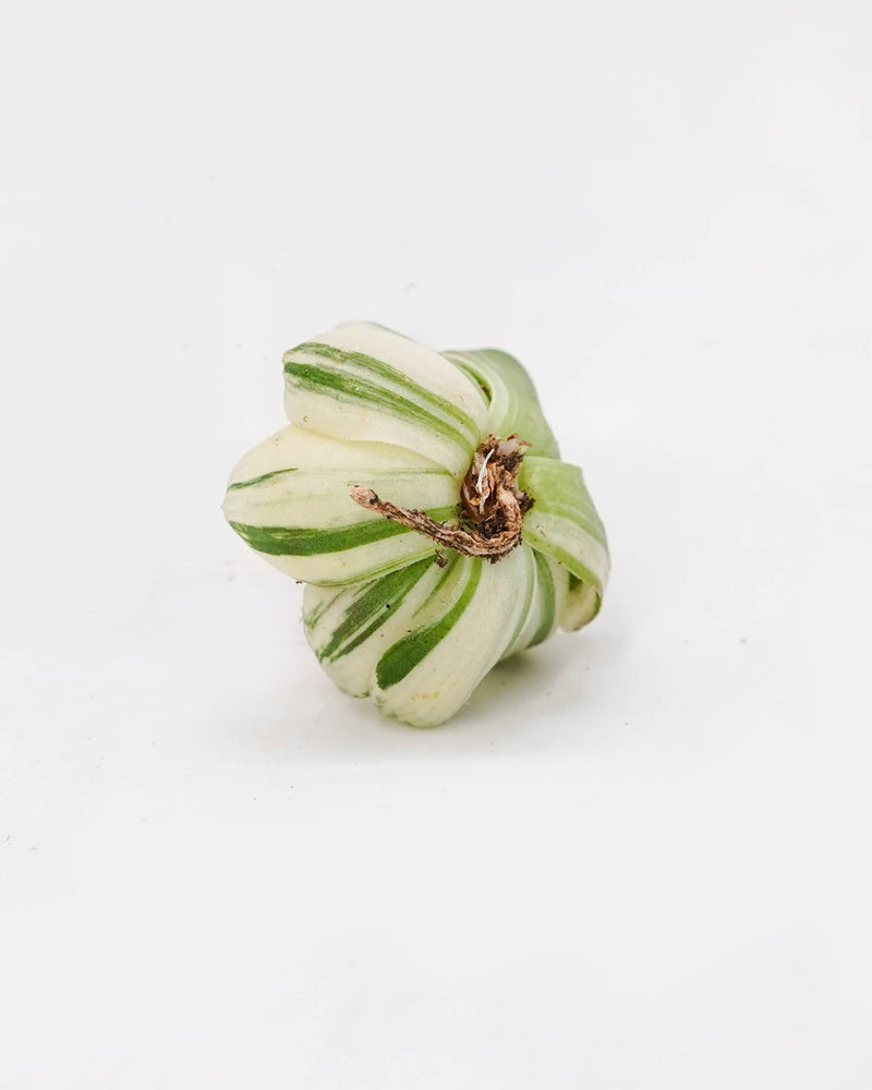 
                
                    Load image into Gallery viewer, Haworthia Obtusa &amp;quot;Hirose&amp;quot; Var.
                
            