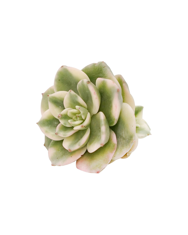 Echeveria Rolly var.