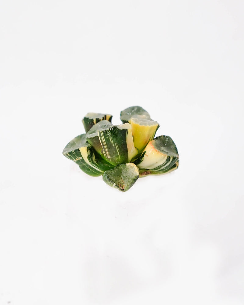 
                
                    Load image into Gallery viewer, Haworthia Maughanii &amp;quot;Shirotae&amp;quot; Var.
                
            