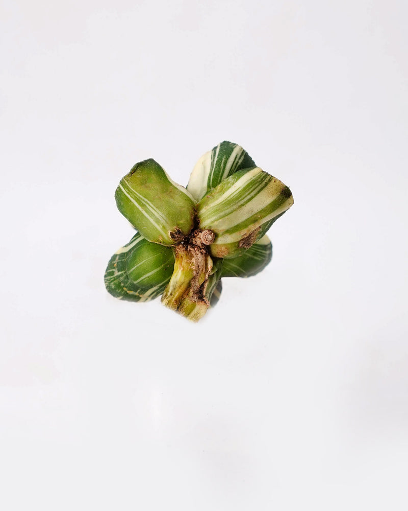 
                
                    Load image into Gallery viewer, Haworthia Maughanii &amp;quot;Shirotae&amp;quot; Var.
                
            
