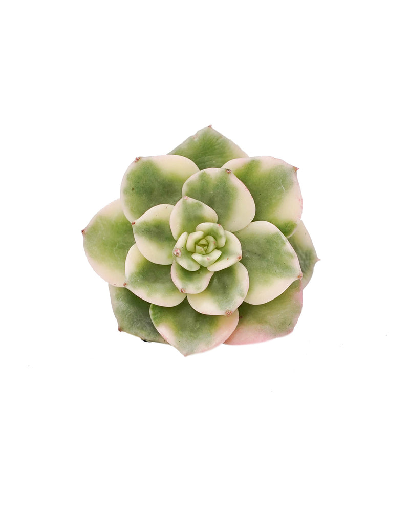 Echeveria Rolly var.