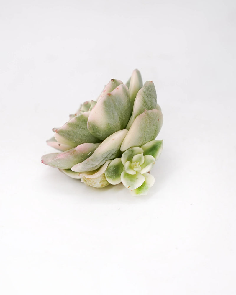 Echeveria Rolly var.