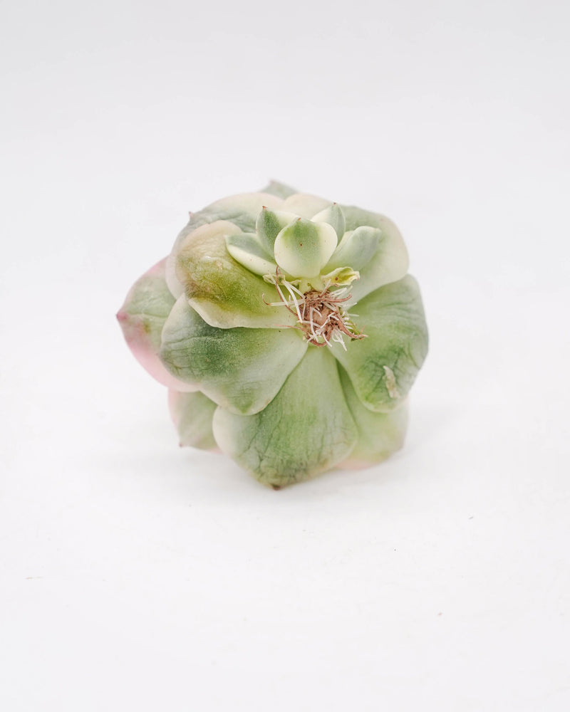 Echeveria Rolly var.