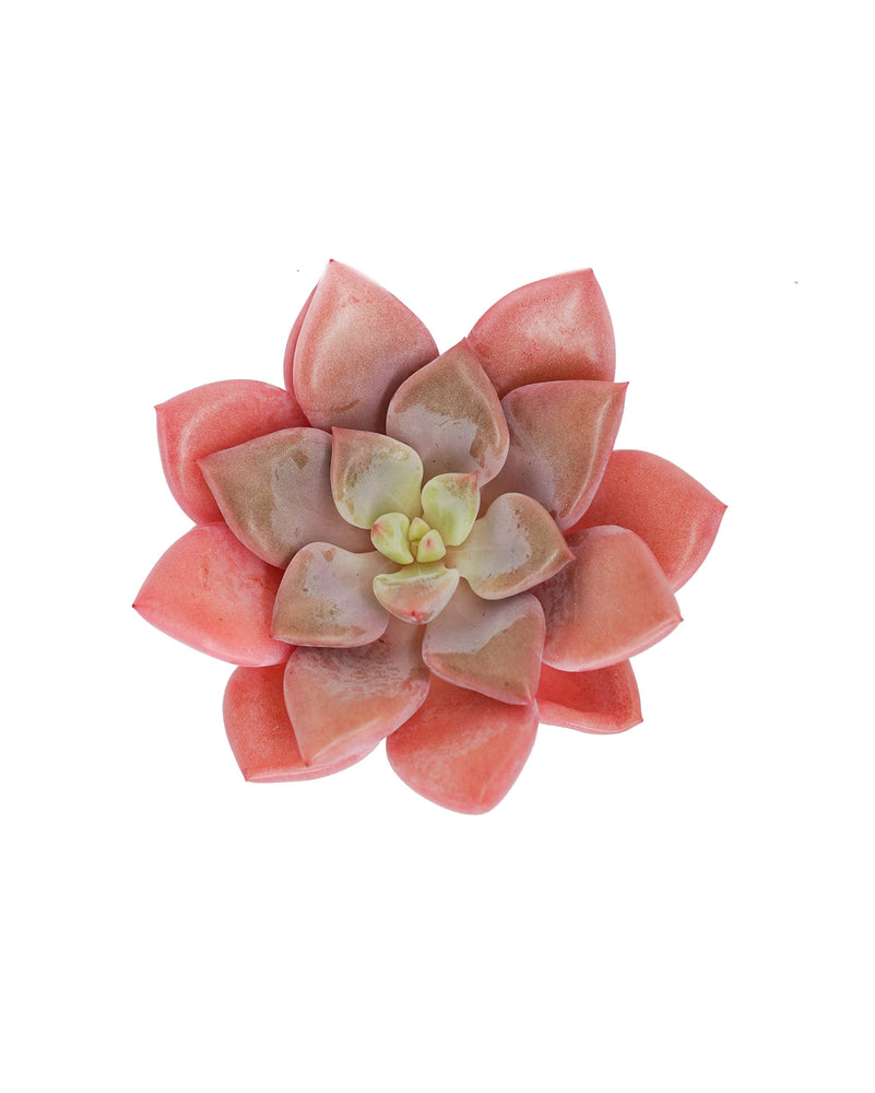 Graptoveria Pink Rosa
