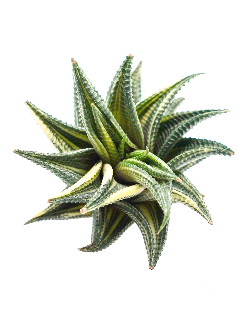 Haworthia Limifolia Variegated