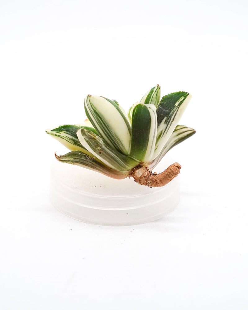 Haworthia Cooperi Var. Pilifera Variegated