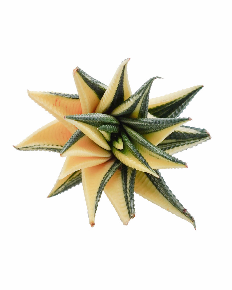 Haworthia Fasciata f. Variegated
