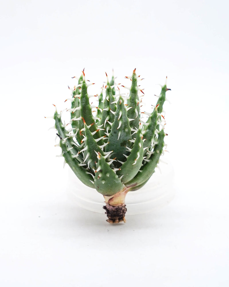 Aloe Erinacea