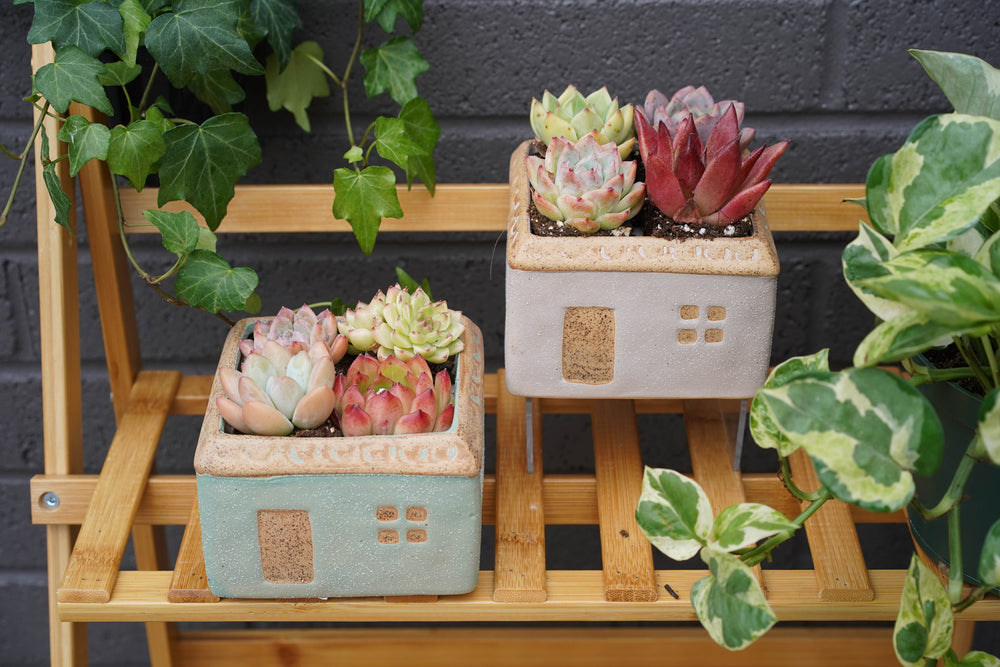
                
                    Load image into Gallery viewer, &amp;quot;Sweet Home&amp;quot; Succulent Assortment
                
            