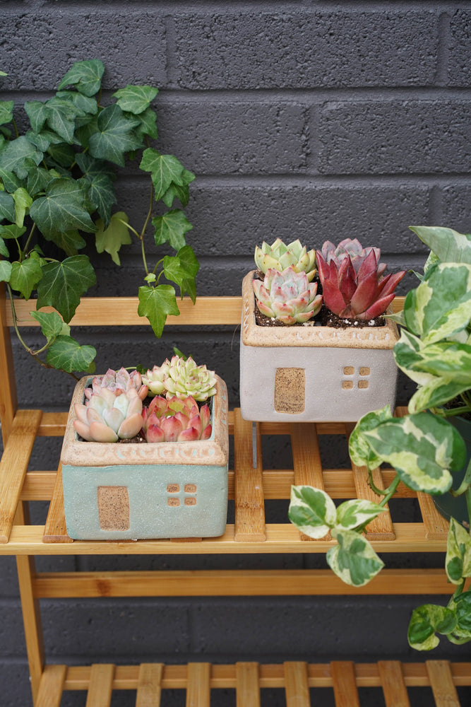 "Sweet Home" Succulent Assortment