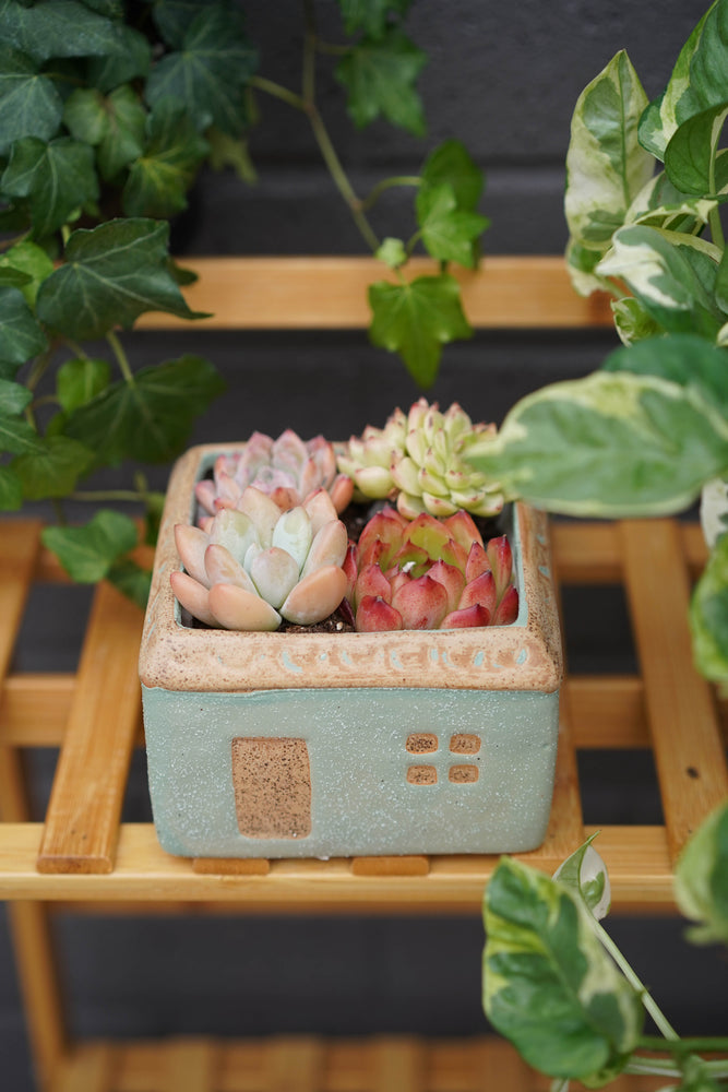 
                
                    Load image into Gallery viewer, &amp;quot;Sweet Home&amp;quot; Succulent Assortment
                
            