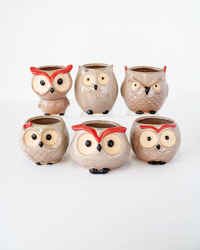 Owl Family