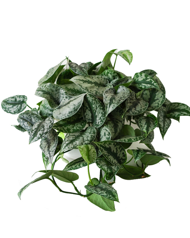 Satin Pothos