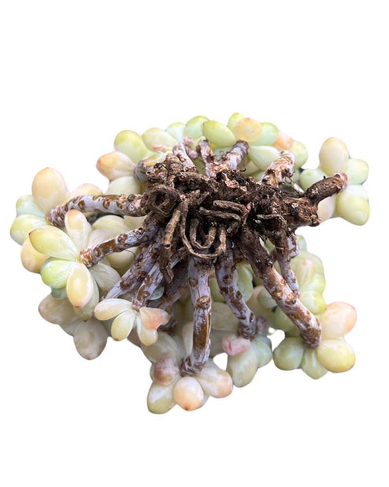 Sedum Clavatum