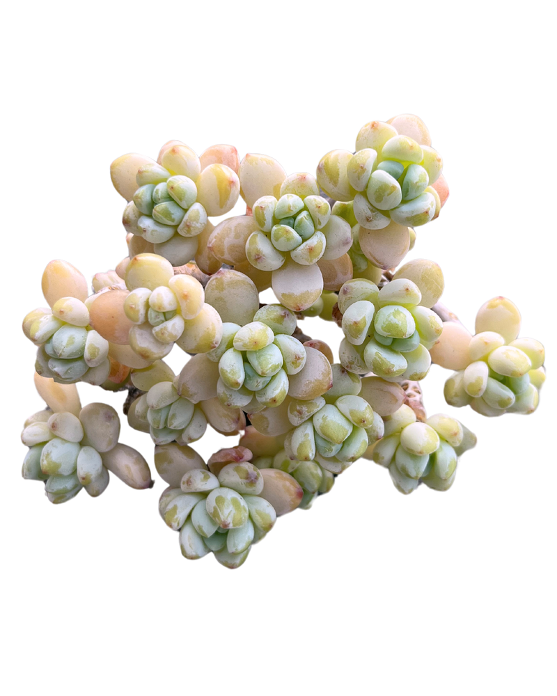 Sedum Clavatum