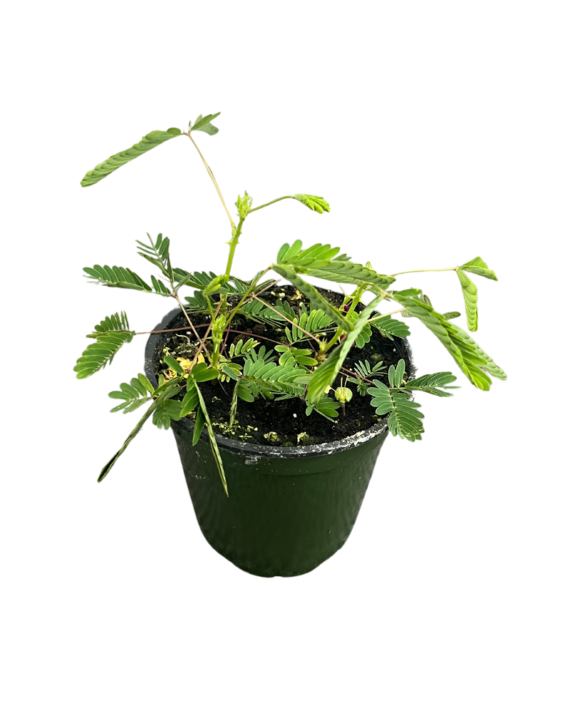 Sensitive Plant
