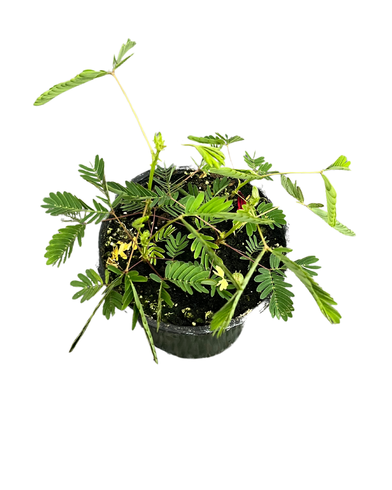 Sensitive Plant