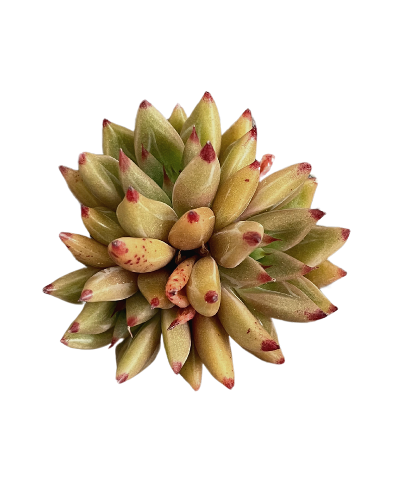 Echeveria Shaikh