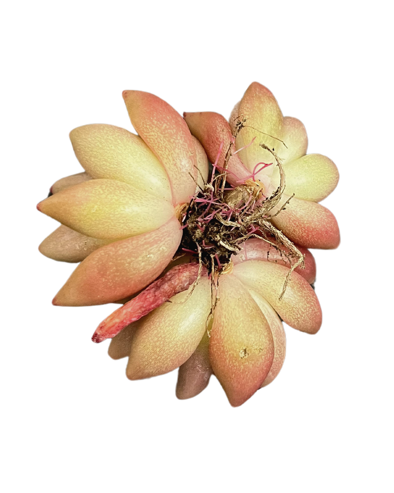 Echeveria Shaikh