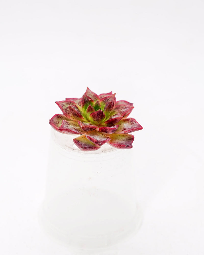 Echeveria Shani