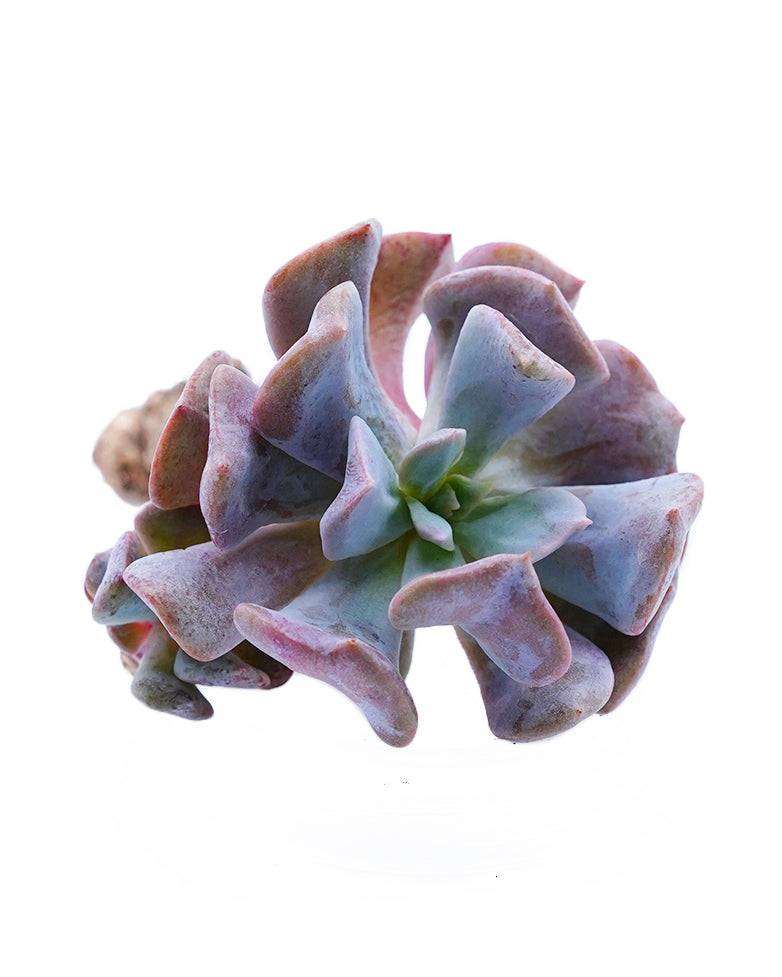 Echeveria Snow Elf