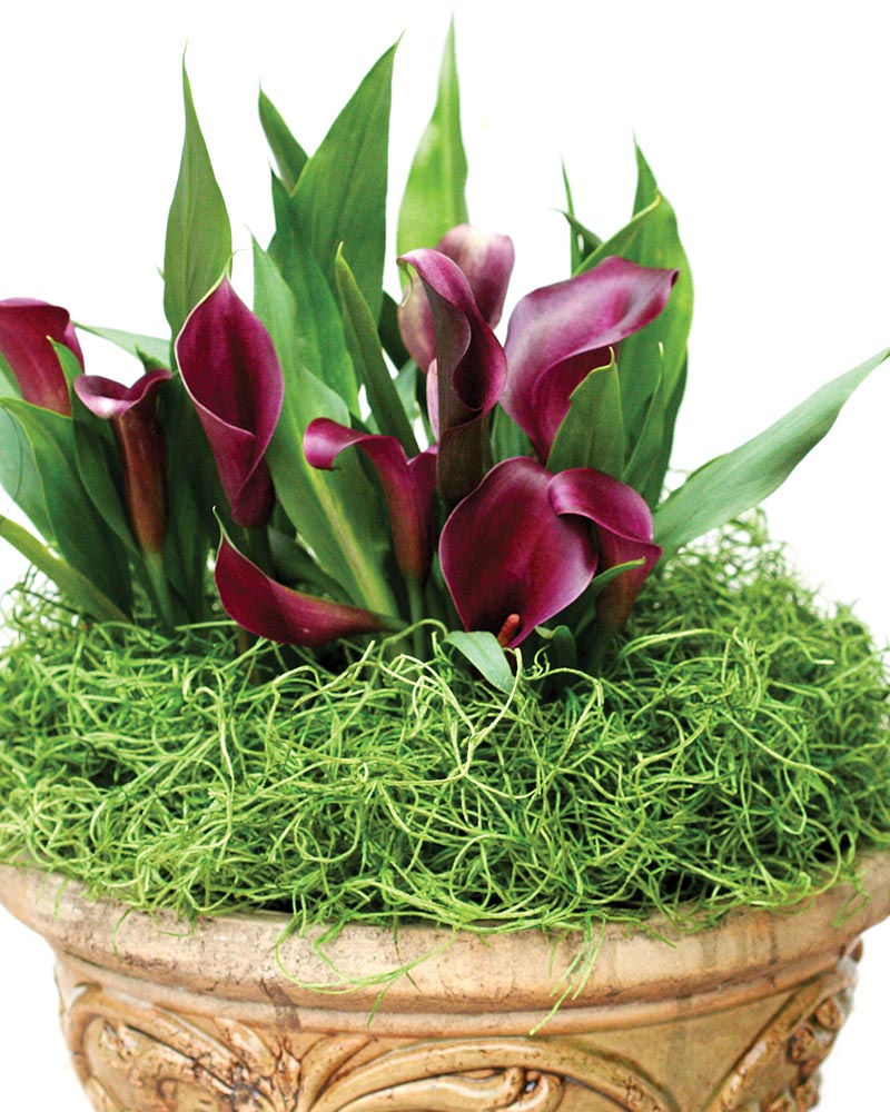 
                
                    Load image into Gallery viewer, Spanish Moss 2oz, 120 cu. in.
                
            